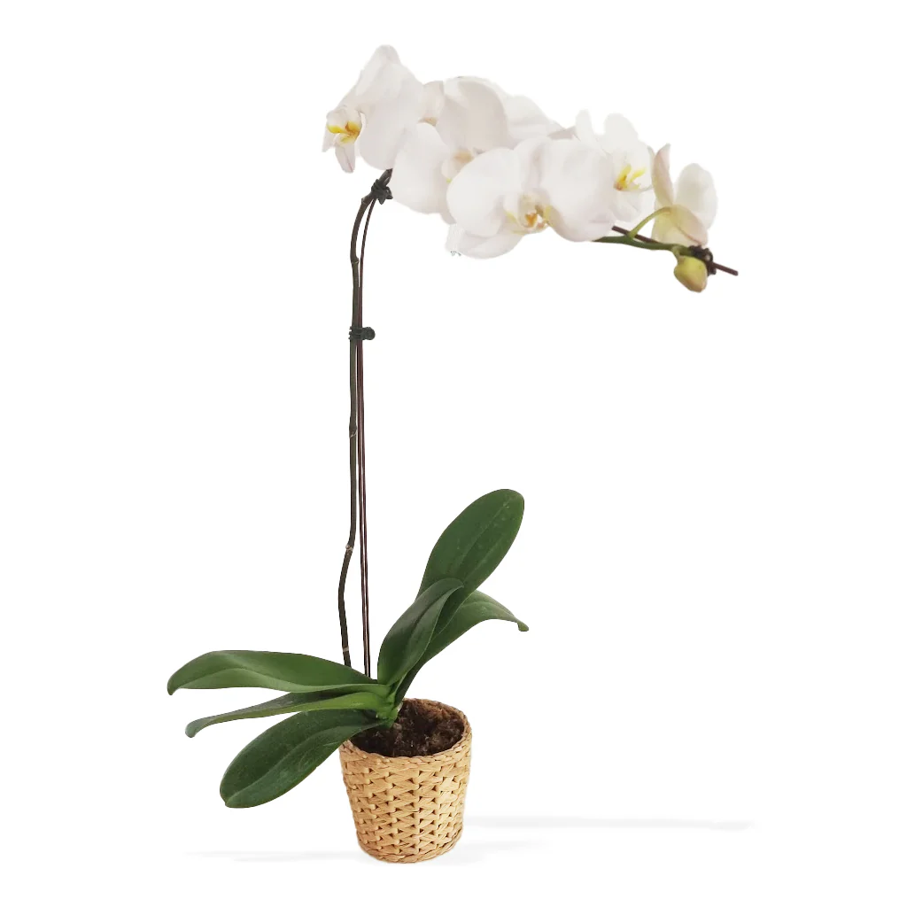 Orchid (Phalaenopsis)