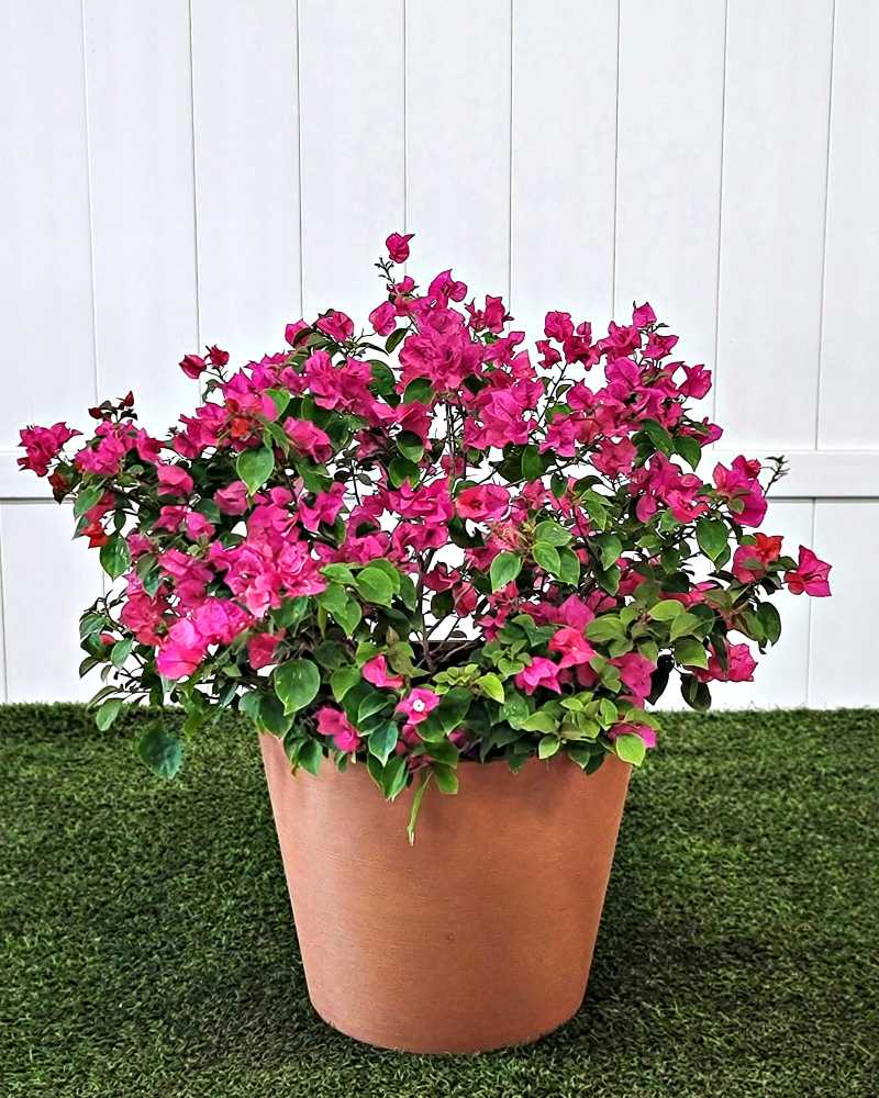 Bougainvillea (Dwarf)