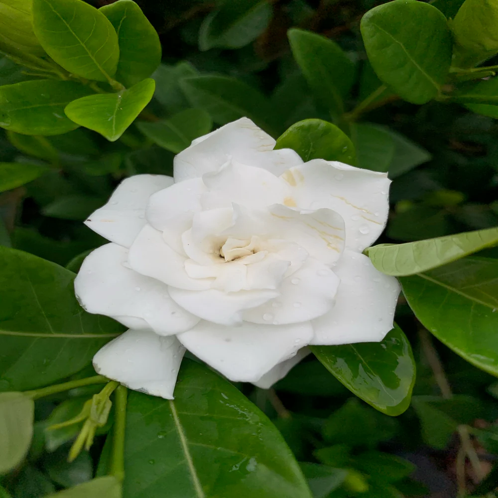 Gardenia