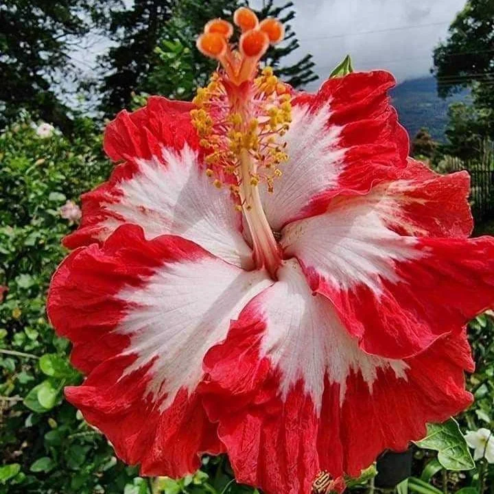 Hibiscus (Grafted)