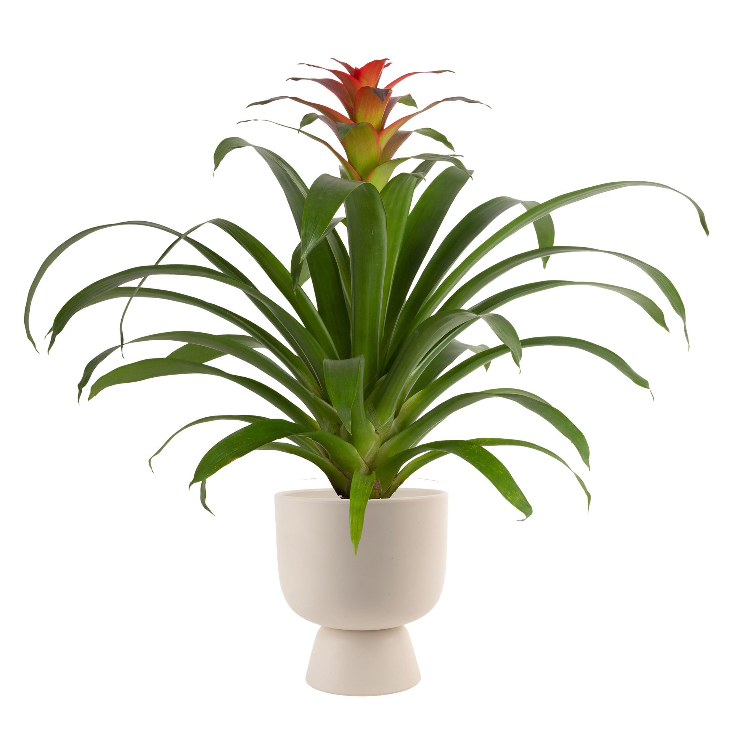 Bromeliad