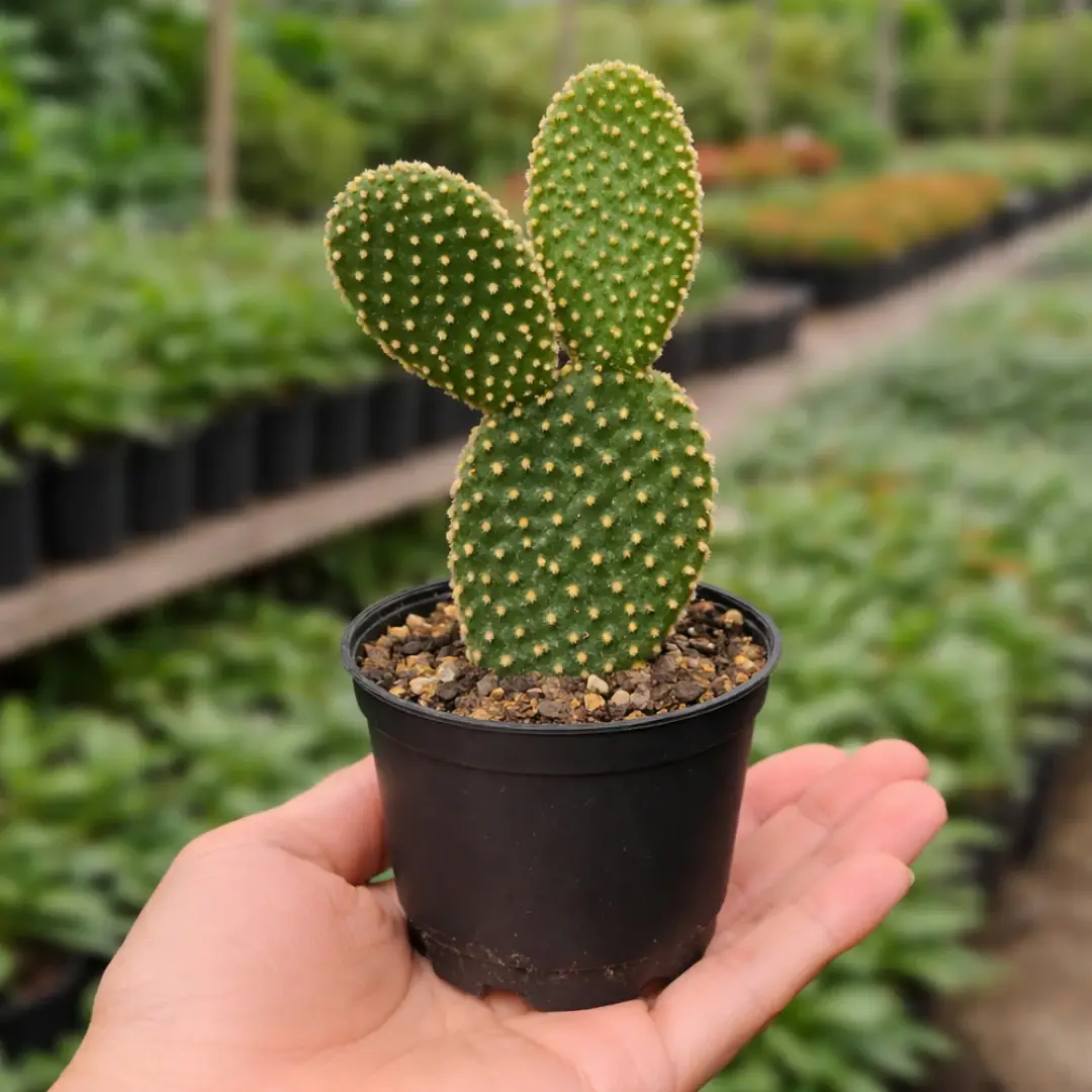 Bunny Ear Cactus