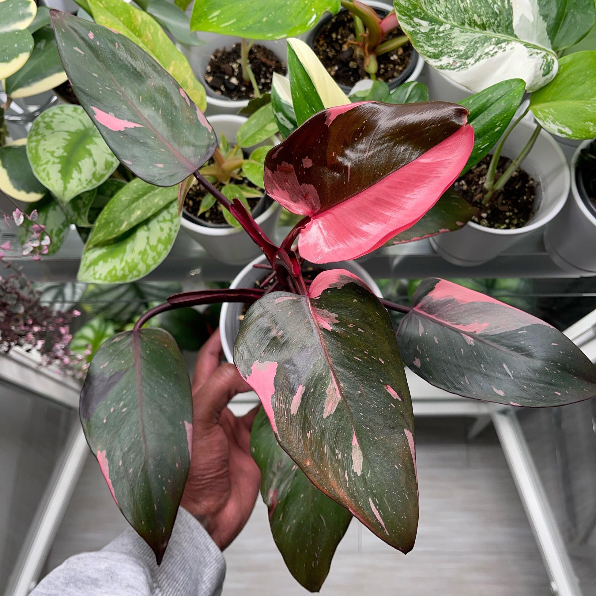 Philodendron Pink Princess