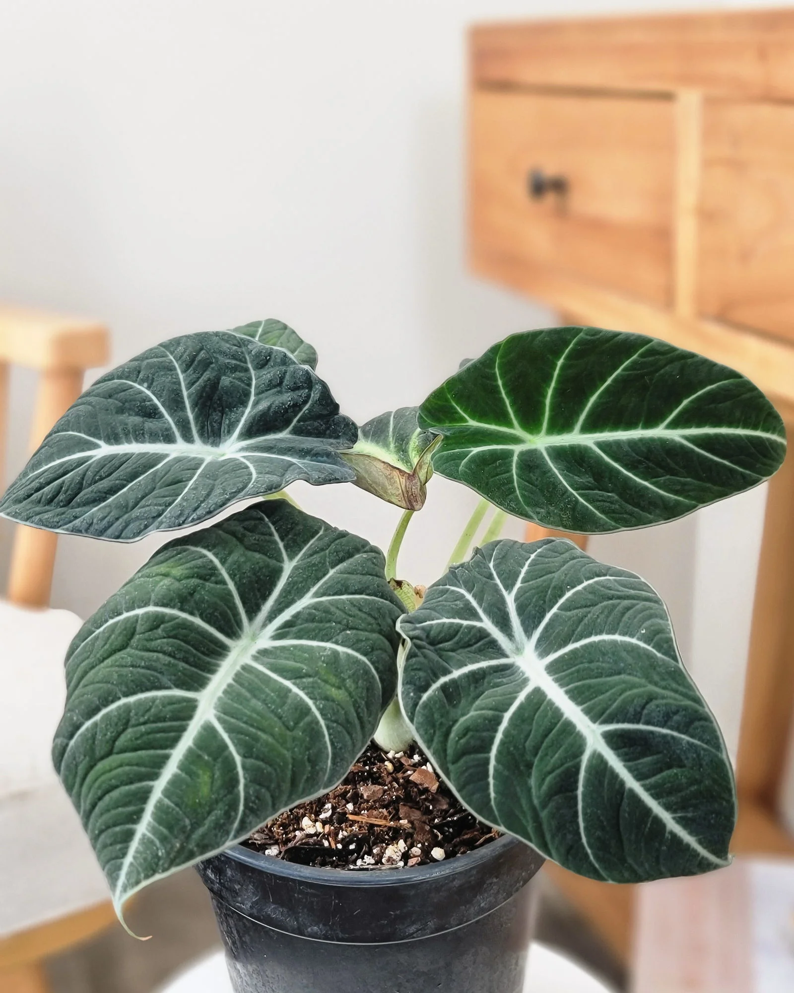Alocasia Black Velvet