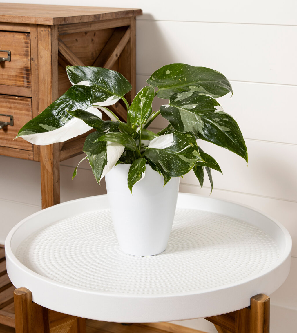 White Wizard Philodendron