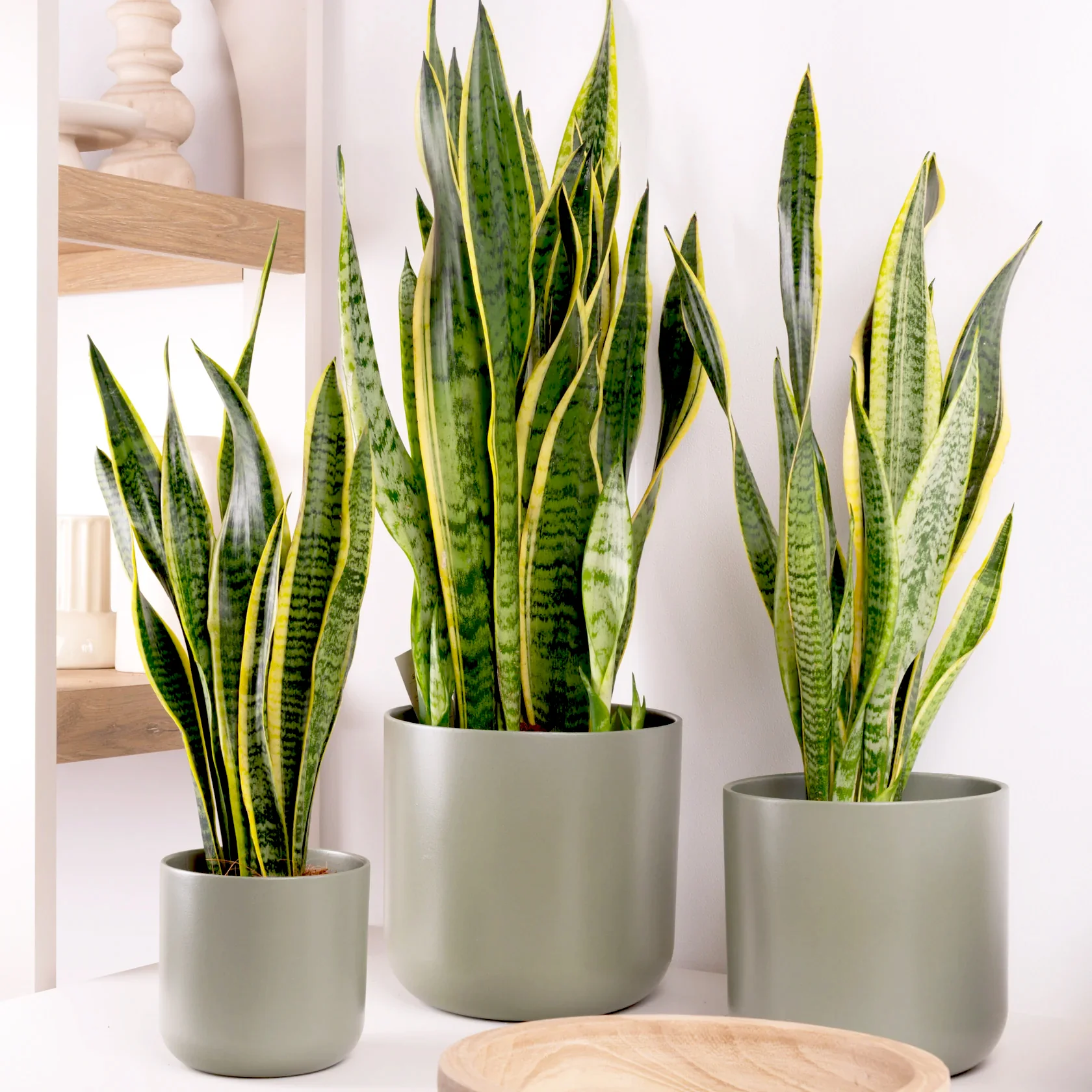 Snake Plant (Laurentii)