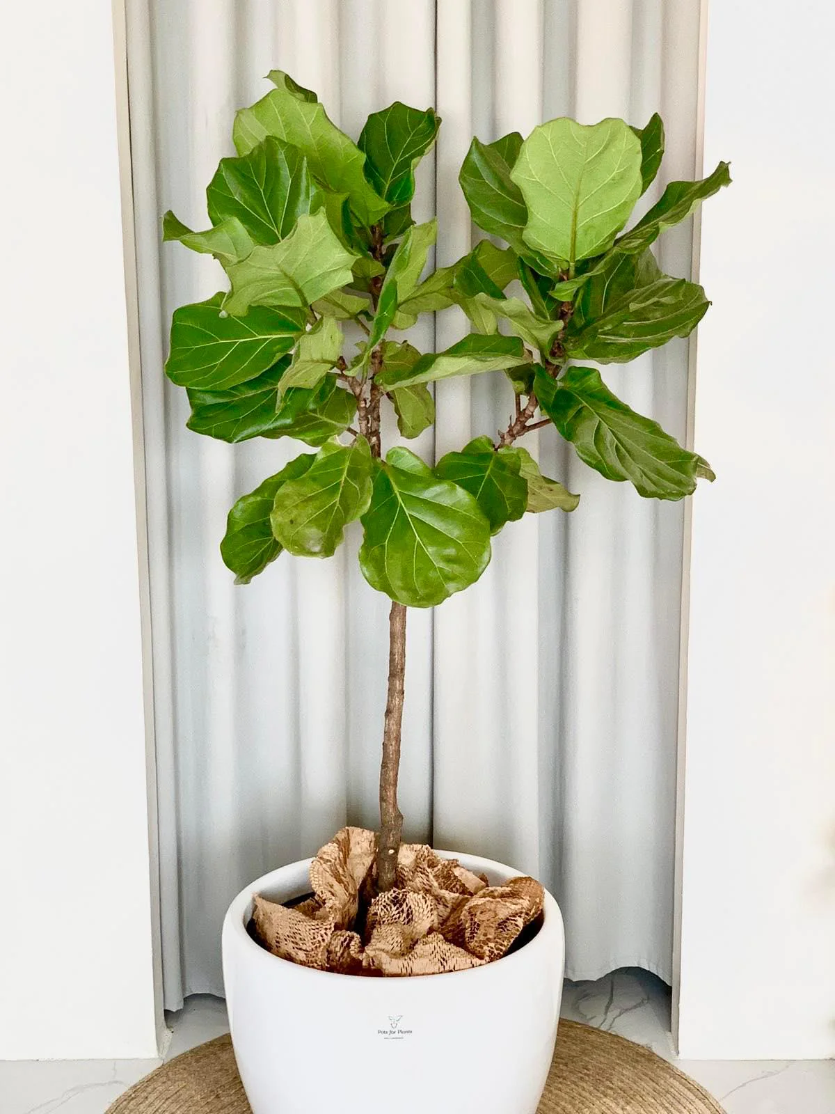 Fiddle Leaf Fig