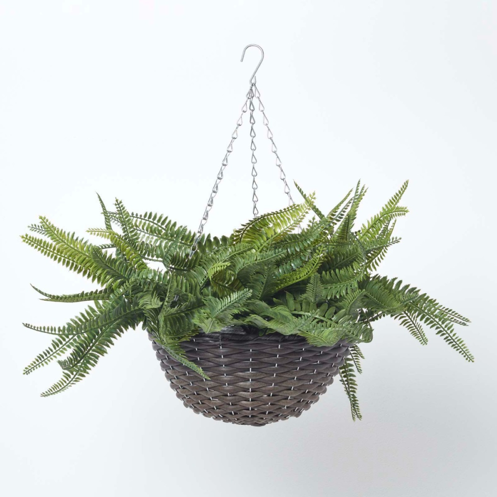 Boston Fern
