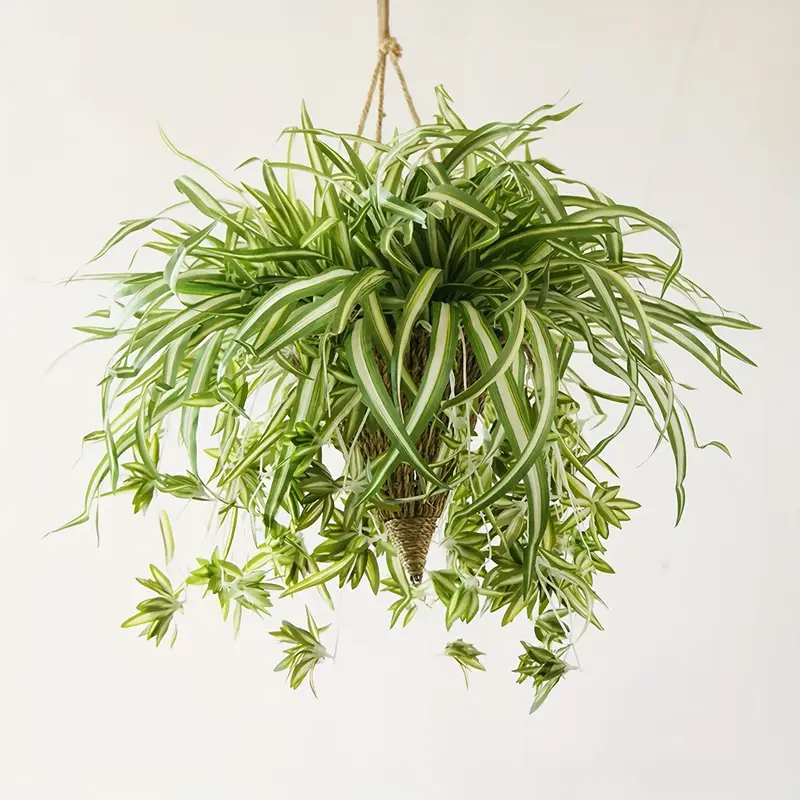 Spider Plant