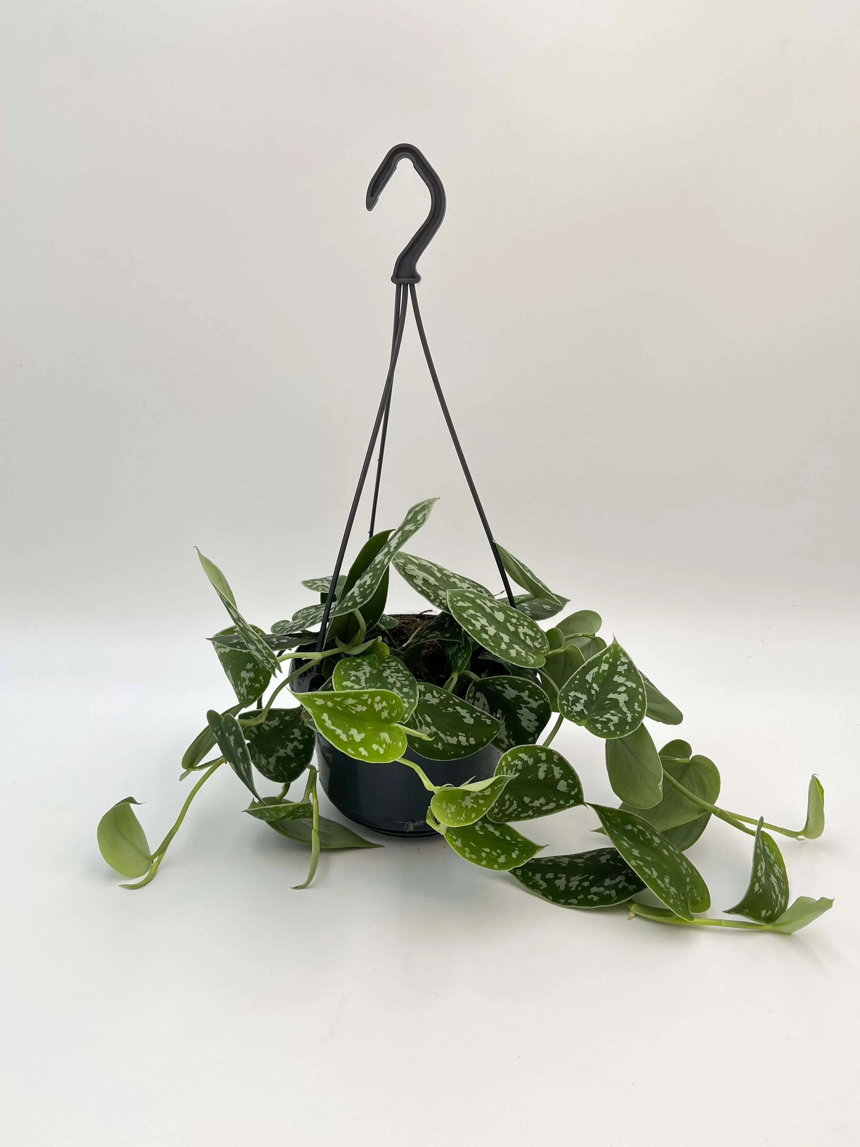 Silver Satin Pothos
